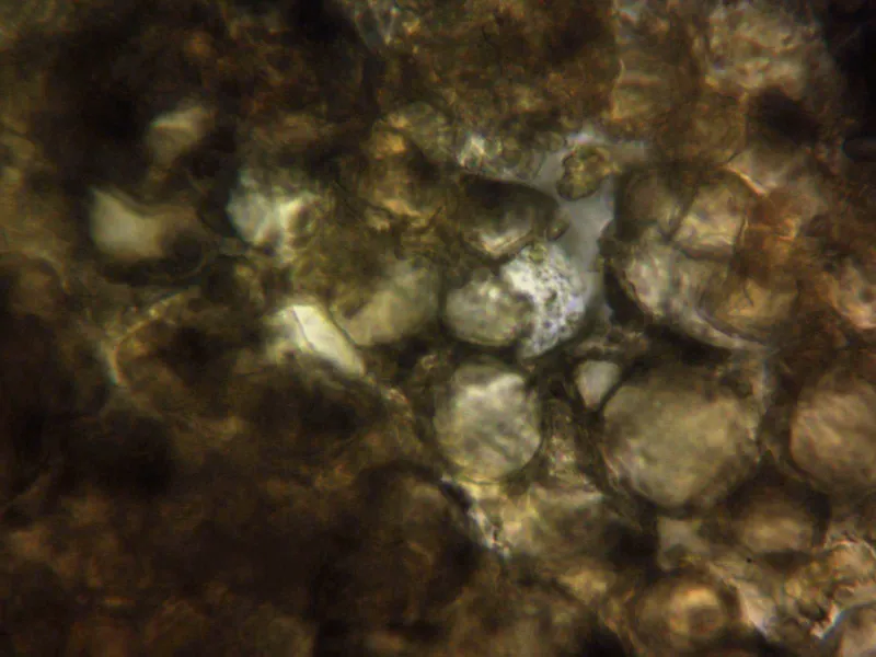 Catinella olivacea 17 - Excípulo